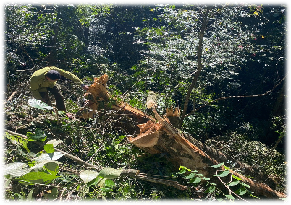 Ảnh: Hiện trường để lại ngổn ngang những cây gỗ bị chặt hạ